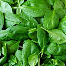 Epinards frais
